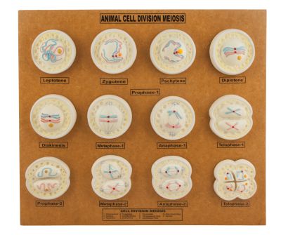 MODEL ANIMAL CELL DIVISION MEIOSIS